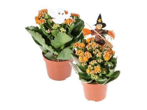 Kalanchoe di Halloween