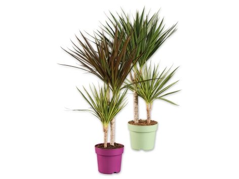 Dracaena