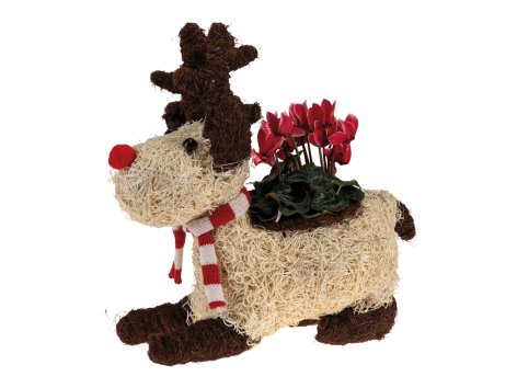 Composizione natalizia a forma di renna