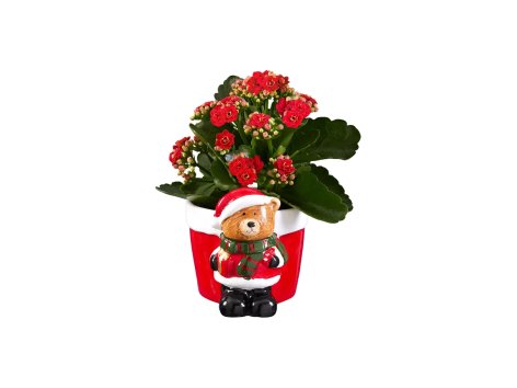 Figure natalizie in ceramica con Kalanchoe