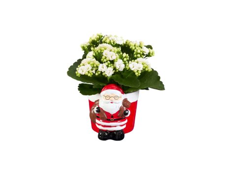 Figure natalizie in ceramica con Kalanchoe