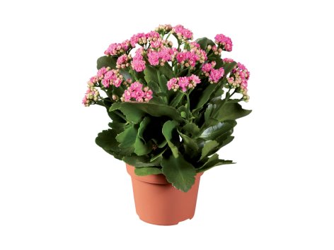 Kalanchoe