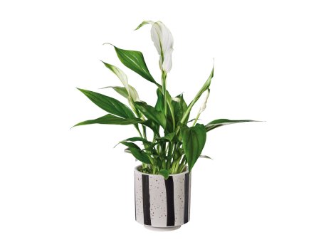 Spathiphyllum