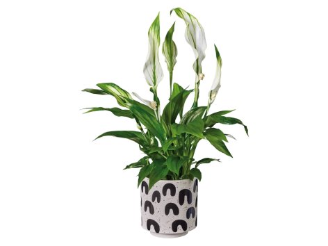 Spathiphyllum