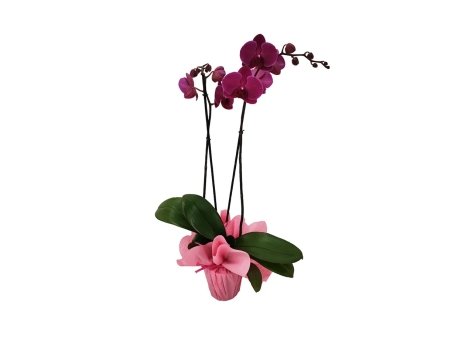Phalaenopsis maxi, 2 steli