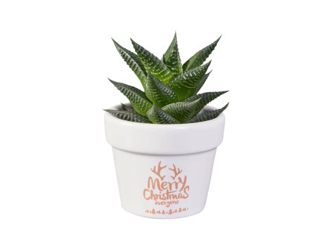 Haworthia