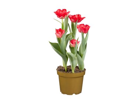 Tulipani