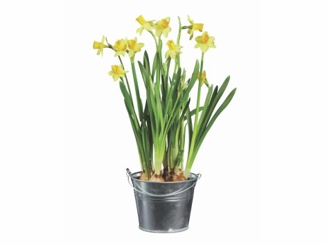 Bulbi in vaso di zinco