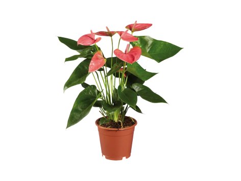 Anthurium Andreanum