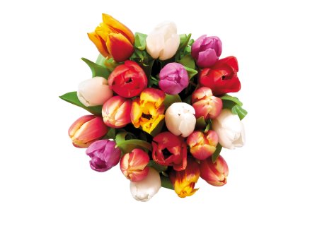 Mazzo di tulipani arlecchino
