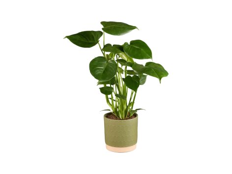 Monstera