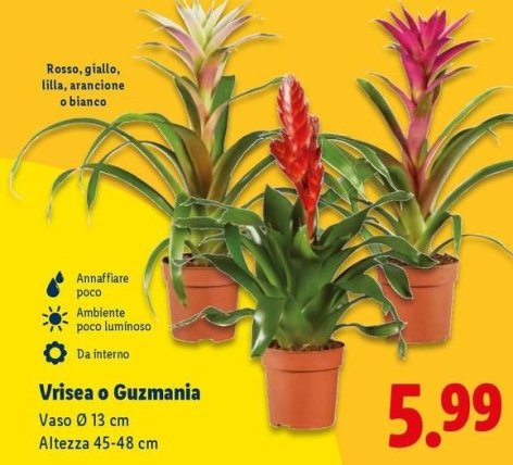 Vrisaea O Guzmania