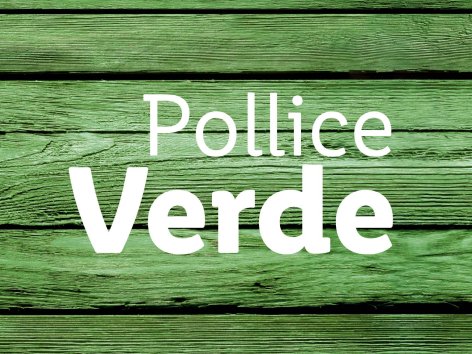 Piante &amp; Recisi - Offerte valide da gio 25 maggio 2023