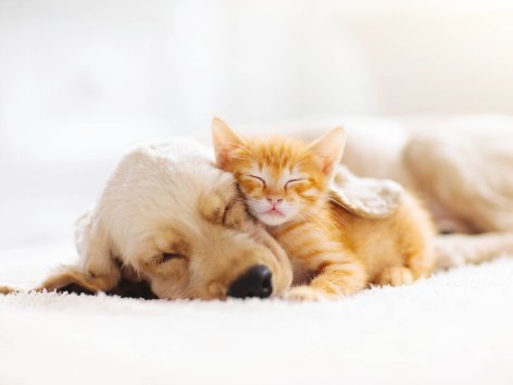 Amici a 4 Zampe
    
      Hotel pet friendly - Offerte valide da mer 28 giugno 2023