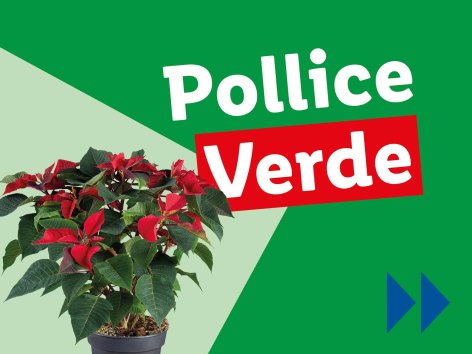 Piante e Recisi - Offerte valide da lun 11 novembre 2024