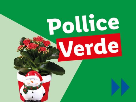 Piante e Recisi - Offerte valide da lun 09 dicembre 2024