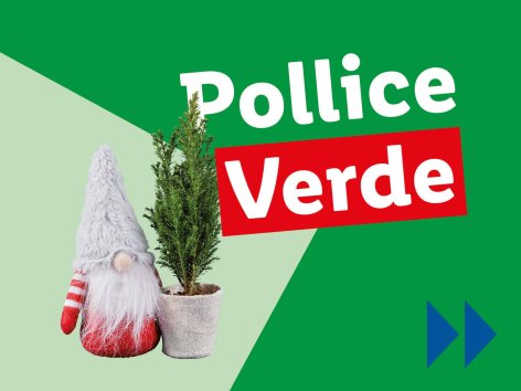 Piante e Recisi - Offerte valide da lun 16 dicembre 2024