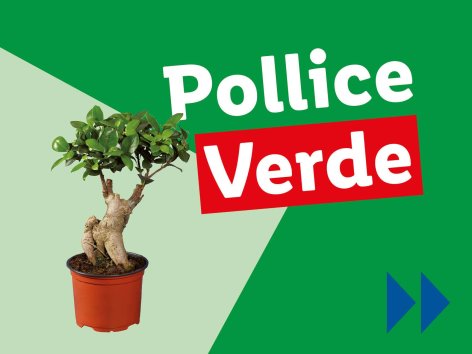 Piante e Recisi - Offerte valide da lun 27 gennaio 2025