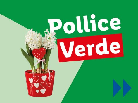 Piante e Recisi - Offerte valide da lun 03 febbraio 2025