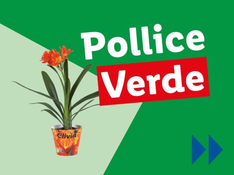 Piante e Recisi - Offerte valide da lun 17 febbraio 2025