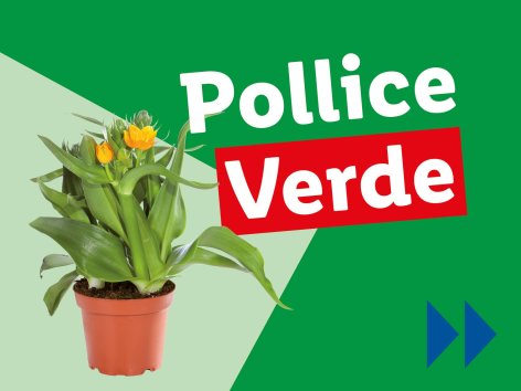 Piante e Recisi - Offerte valide da lun 17 marzo 2025