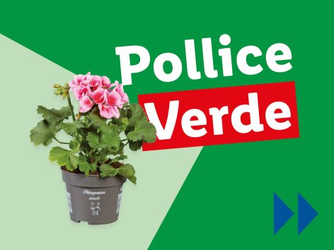 Piante e Recisi - Offerte valide da lun 24 marzo 2025