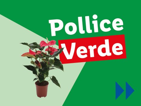 Piante e Recisi - Offerte valide da lun 31 marzo 2025