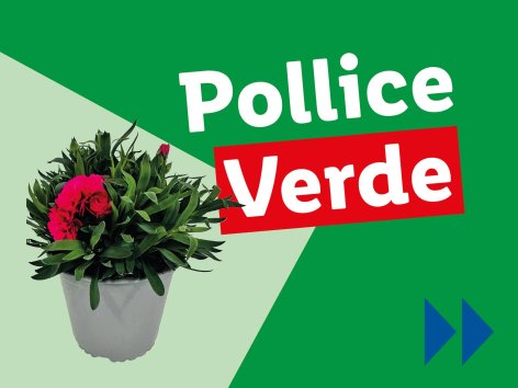 Piante e Recisi - Offerte valide da lun 21 aprile 2025