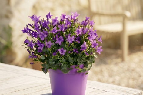 Fiori e Piante - Offerte valide da lun 22 giugno 2026