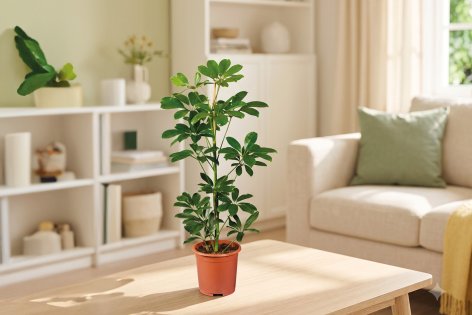 Fiori e Piante - Offerte valide da gio 13 agosto 2026