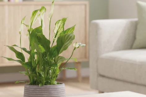 Fiori e Piante - Offerte valide da gio 20 agosto 2026