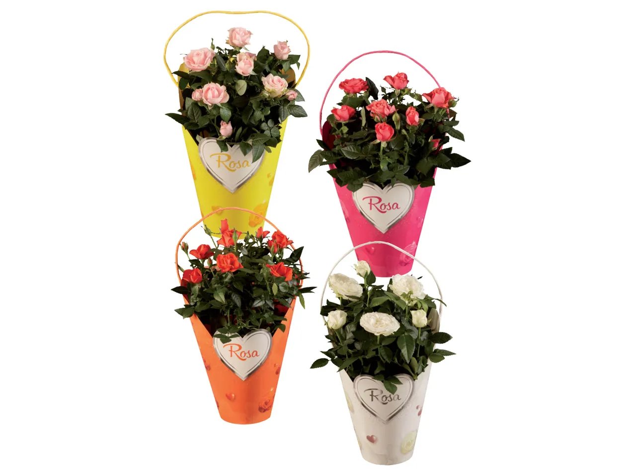 Rose in confezione decorata