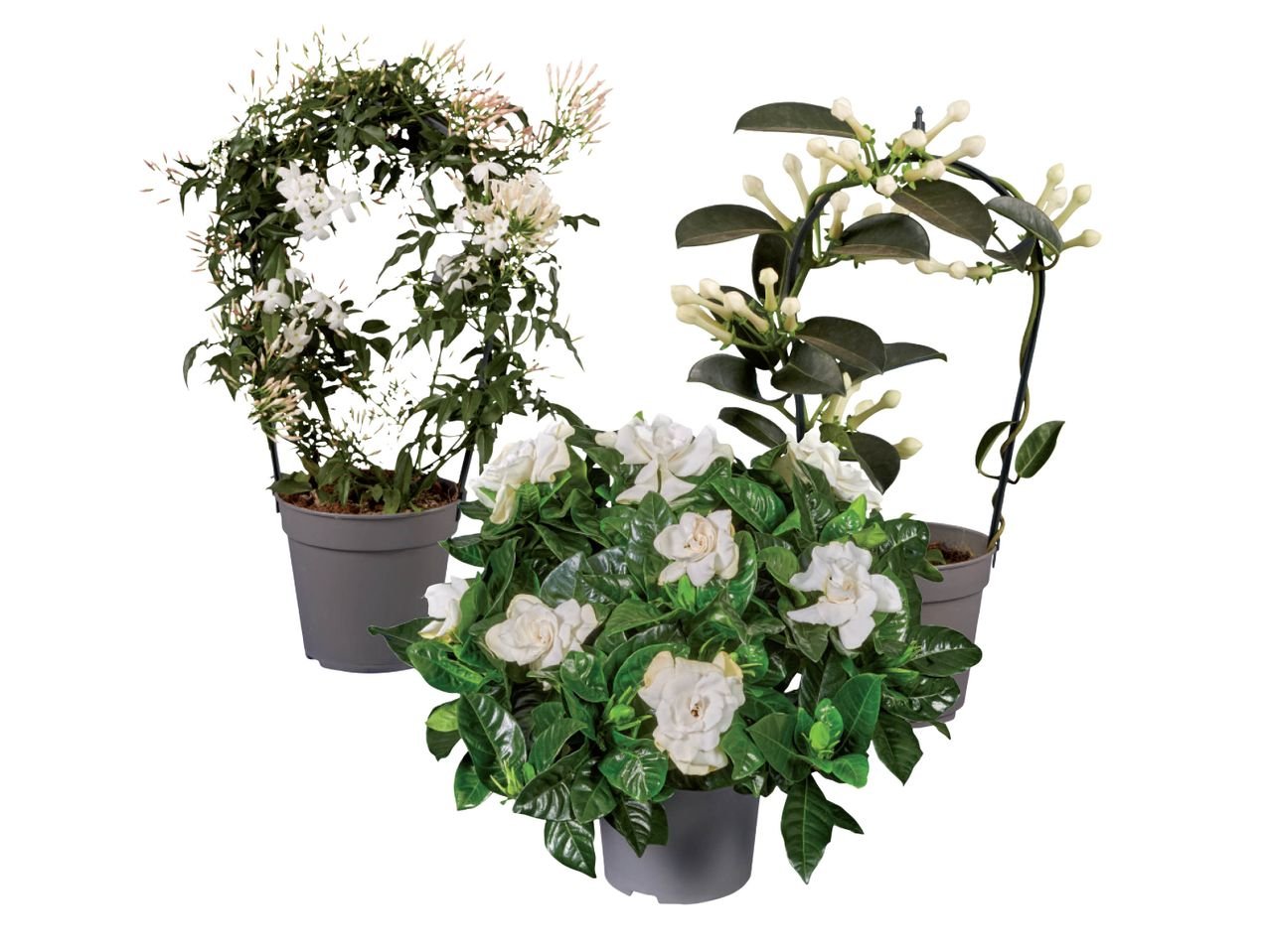 Stephanotis, gelsomino o gardenia