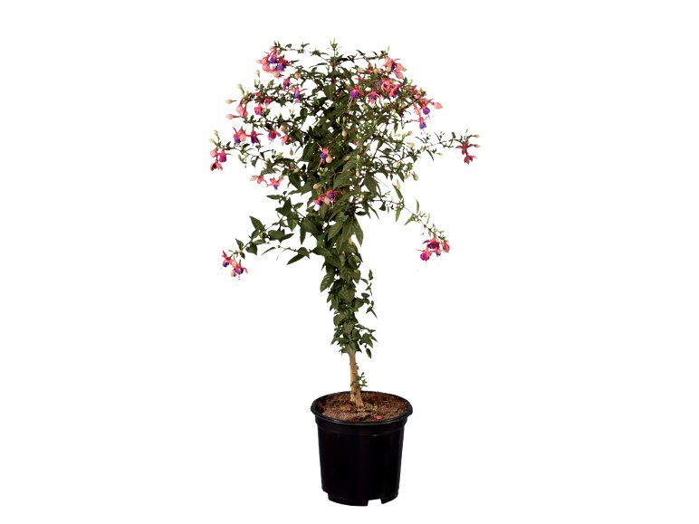 Alberello di Fucsia