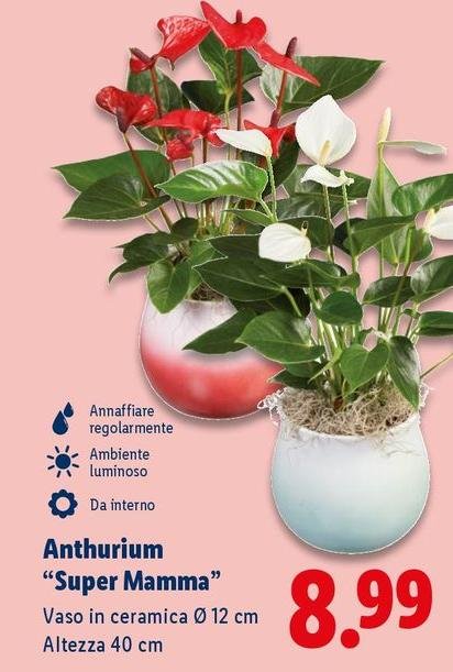 Anthurium "Super Mamma"