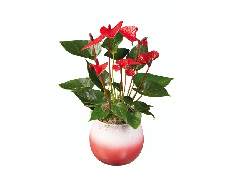 Anthurium “Super Mamma”