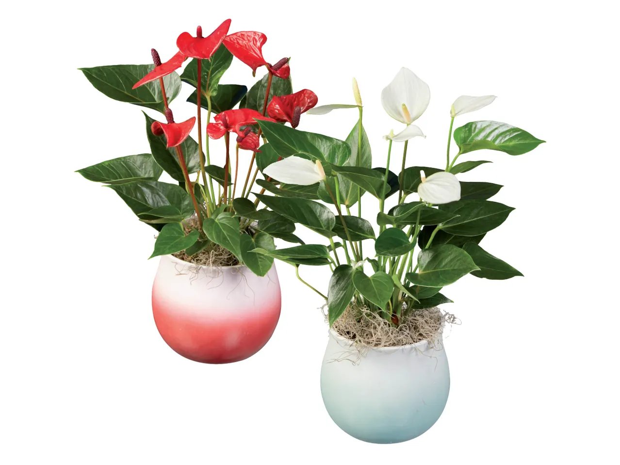 Anthurium “Super Mamma”