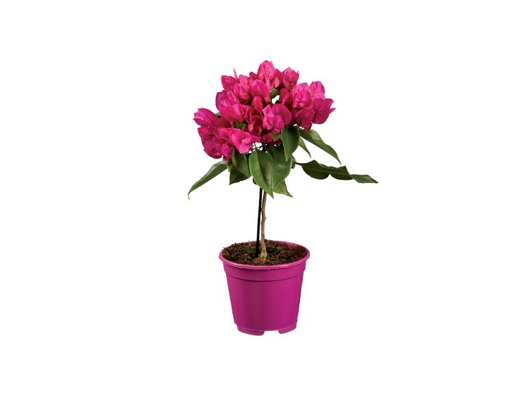 Bougainvillea