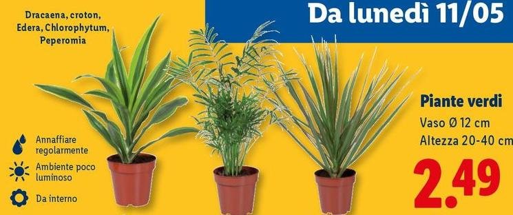 Piante Verdi