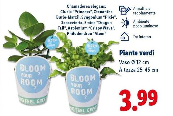 Piante Verdi