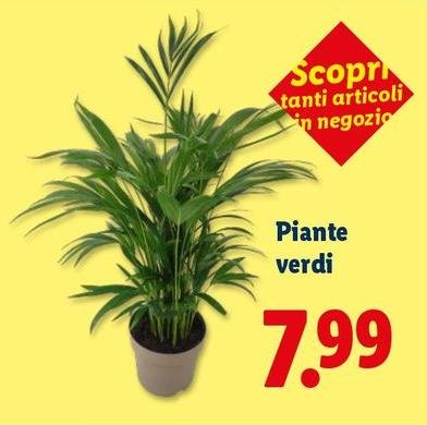Piante Verdi