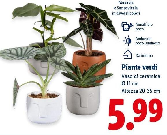 Piante Verdi