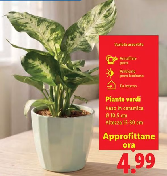Piante Verdi