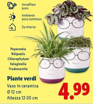 Piante Verdi