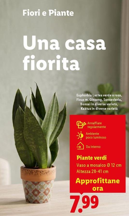 Piante Verdi