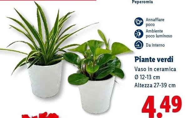 Piante Verdi