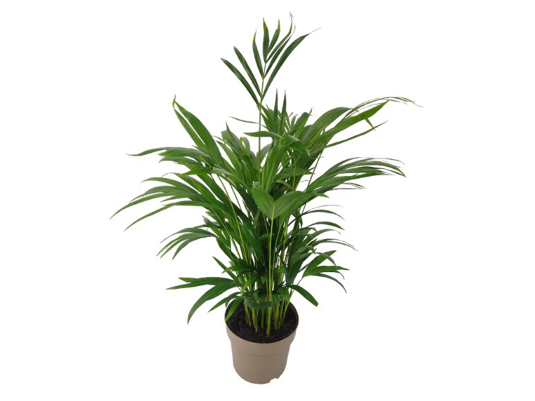 Piante verdi