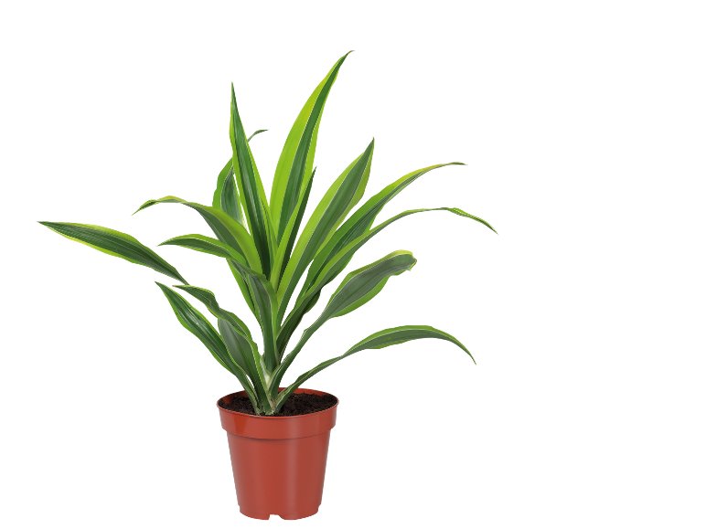 Piante verdi