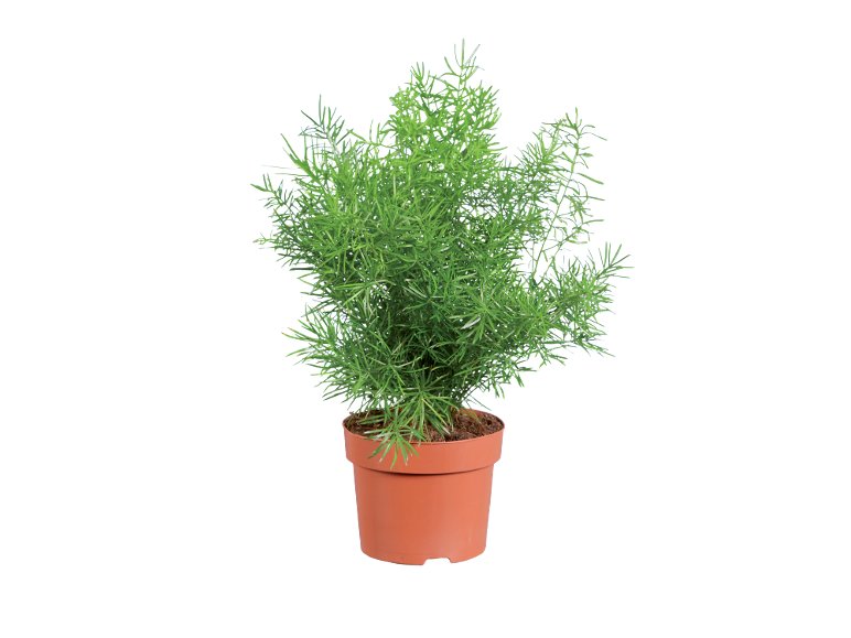 Piante verdi