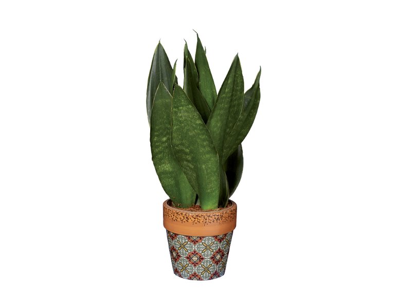 Piante verdi